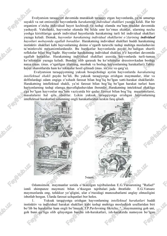 ga kelib, juda uzoq taraqqiyot yo’lini bosib o’tgan. tirik organizmlarning dastlab paydo bo’lgan davridan boshlab hozirgi eng yuksak orgamzm, ya’ni odamgacha rivojlanish yo’li evolyutsion taraqqiyot deb yuritiladi. biz psixika taraqqiyoti haqida fikr yuritar ekanmiz, psixika organik, ya’ni tirik olamdagi hamma organizmlarga hos xususiyatmi, degan savol tug’iladi. psixika ya’ni aks ettirish xususiyati eng avval paydo bo’lgan juda sodda organizmlarda bo’lmagan, ularda oddiy ta ‘sirlanuvchanlik xususiyati bo’lgan xolos. ta’sirlanuvchanlik bir xujayrali organizmlarga (amyobalarga, tufelkalarga) hos xususiyat bo’lgan. evolyutsion taraqqiyot jarayonida organizmlar murakkablashgan sari ularning tashqi olamni aks ettirishlari ham takomillasha borgan. evolyutsion taraqqiyotning ma’lum bosqichiga kelib organizmlarda juda sodda tuzilishga ega bo’lgan nerv sistemasi paydo bo’lgan. dastlab yuzaga kelgan nerv sistemasi juda sodda bo’lib, markazlashmagan, organizmning hamma tomoniga to’rsimon holda tarqalib ketgan ko’rinishga ega bo’lgan. bunday nerv sistemasini suvda yashovchi meduzalarda ko’rishimiz mumkin. keyinchalik evolyutsion taraqqiyot davomida ko’p markazli nerv sistemasiga ega bo’lgan organizmlar paydo bo’ldi. masalan: tugunchasimon markazlarga ega nerv sistemasini …