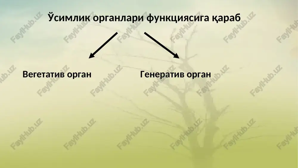 mchi tuzilishiga ega bo'lgan yosh qismlari, ildiztukchalari va mikoriza hosil qilgan qismi amalga oshiradi o'cimlikni tuproqqa biriktirib turadi; 4 oylik makkajo'xorini sug'irib olish uchun 130 kg kuch kerak bo'ladi. organik moddalarni sintez qiladi; zapas oziq moddalarni to'planishiga xizmat qiladi vegetativ ko'payishga xizmat qiladi ildiz tizimi va uning klassifikatsiyasi kelib chiqishiga ko'ra uch xil ildizlar mavjud: asosiy, yon qo'shimcha ildizlar. * yer osti ildizlar suv ildizlari. r havo ildizlari ildiz tiplari gaustoriya- so'ruvchi ildizla mikoriza ildiz metamorfozi 1.ildizmevalar (sabzi, lavlagi, sholg'om, rediska) 2.ildiz tugunagi (batat, georgina, shirach, kartoshkagul) 3.tayanch ildizlar (makkajo'hori, monstera) suv to'plovchi ildizlar qovoqdoshlar oilasiga kiruvchi ba'zi o'simliklar qurg'oqchilik vaqtida ildizida suv to'plashga moslashgan bo'ladi. amerikaning cho'l zonalarida o'suvchi sucurbita regish ning ildizi 73 kg gacha suv yig'ishi hisobiga kattalashadi va qo'rg'oqchilik vaqtida suvni sarflaydi zahira to'plovchi ildizlar o'zida kraxmal, shakar, inulin va boshqa moddalarni to'playdi. bunday o'simliklarga kartoshka, batat, sabzi kabilarning ildizmevalarini misol qilish mumkin zaxira oziq moddalarni …