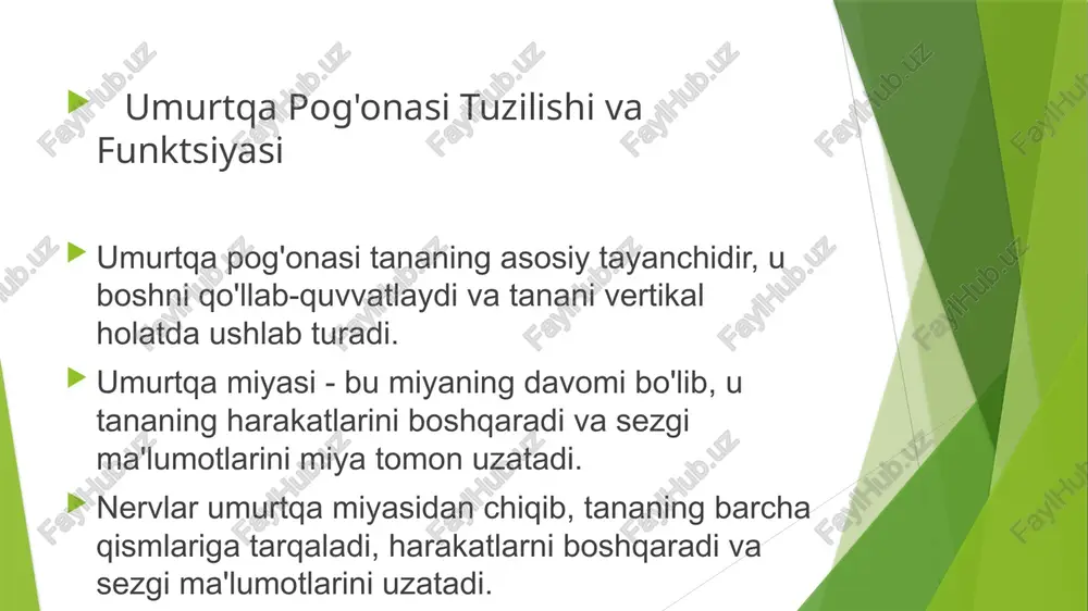 umurtqapog'onasituzilishivafunktsiyasi - Page 3