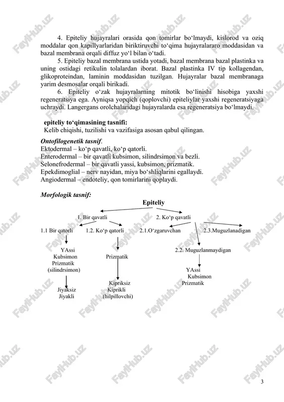 dalar almashinuvida ishtirok etadi. aminokislotalar, glyukoza, immunoglobulinlar va gormonlarning transportida, moddalarning so‘rilishida, sekretsiyada (shilliq, gormonlar), ostida yotgan to‘qimalarni himoya qilishda ishtirok etadi. qizilo‘ngach epiteliysi uning yorilishi va titilishiga qarshilik qiladi, shuning uchun u bir necha qavatdan iborat. teri yuzasi havo bilan munosabatda bo‘ladi, shuning uchun uning qurib qolishidan himoyalanishga ehtiyoj tug‘iladi, buni esa muguz qavatni qoplagan keratinli ko‘p qavatli epiteliy ta’minlaydi. bundan tashqari keratin suvdan bo‘kib qolishdan himoya qilib turadi. qurib qolishdan himoya qilish ichki a’zolar uchun ham muhimdir, lekin bu erda u sekretsiyasi hisobiga yuz beradi. epiteliy zaxarli moddalar va mikroorganizmlar uchun to‘siq hisoblanadi. 2. epiteliy to‘qimasidagi hujayralar plastlar (yopqich epiteliy), tasmalar (jigarda), orolchalar (me’da osti bezida), naylar (bezlarda, buyrak kanalchalarida), follikullar (qalqonsimon bezda), to‘rlar (timusda) hosil qiladi, ularning orasida deyarli hujayralararo modda bo‘lmaydi. 3. hujayralar bir-biri bilan desmosomalar, tirqishlar va zich birikishlar yordamida bog‘lanadi. 4. epiteliy hujayralari orasida qon tomirlar bo‘lmaydi, kislorod va oziq moddalar qon kapillyarlaridan biriktiruvchi …