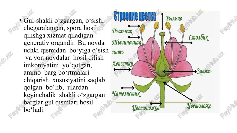 gul tuzilishi va to'pgullar - Page 3