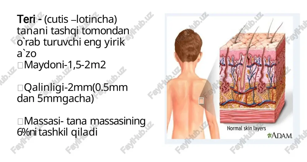 nella yo`qoladi bazoﬁl to`q ochlashadi plazmolemma ostida keratolinin oqsil to`planadi, muguz qobiq shakllantiradi maxsus organellalar keratinosomalarda keratinotsitlarni bir biriga bog`lovchi lipidlar sintezlaydi keratinotsitlar – keratin (sitokeratin) asosiy geteropolimer struktural oqsillar ishlab chiqariladi keratinotsitlar epidermal suv baryeri shakllanishida qatnashadi 2qavatdan iborat: so`rg`ichsimon qavat to`rsimon qavat derma siyrak tolali biriktiruvchi to`qima zich tolali shakllanmagan to`qima biriktiruvchi to`qima fibroblastlar asosan ﬁbroblastlar hujayralar makrofaglar semiz hujayralar,melanotsit a)ingichka kollagen a)kollagen tolalarning uch tolalar b)retikulyar iii tip kollagen o`lchovli to`ri shakllanadi c)elastik tolalar b)elastik tolalar to`ri boshqa a)silliq miotsitlar kichik tutamlari a-b)bezlarning oxirgi bo`limi kompanentlar -soch ko`taruvchi -yog` qavatning yuqori qatlami b)bezlarning to`kuvchi yo`llari -ter qavatining quyi qavati c)soch ildizi c)soch follikulalari va ildizi melanin sintezlamaydi melanosomalarni epidermis melanotsitlaridan qabul qiladi bular faqat ma`lum sohalarda: anal teshishi atroﬁda va sut bezi areola qismida uchraydi derma melanotsitlari teri innervatsiyasi efferent nerv oxirlari: quyidagilarda tugaydi  silliq muskullar(qon tomir va undan tashqari)  bezlar afferent nerv oxirlari quyidagicha …