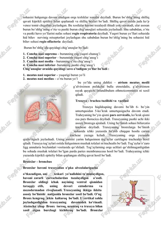 ilishiga sabab shuki nafas olish jarayonida diafragmaning gumbazsimon ko’tarilish va tushishi yordamida amalga oshadi. diafragmaning qisqaruvchi, bo’shashuvchi mushaklari mavjud. nafas olish jarayonida ham chiqarish jarayonida ham birinchi navbatda diofragma o’rni juda kattadir. burun bo’shlig’igaz almashinuvi burun bo’shlig’i orqali amalga oshadi xavo burnimizga kirganida, u burun bo’shlig’ida joylashgan tukchalar bilan filtirlanadi va shilimshiq modda bilan namlanadi. burun bo’shlig’i- suyak va tog’ayli tuzilishga ega bo’lgan tashqi burun – nasus axternus ning davomi xisoblanadi. burun bo’shlig’iga kirish teshigi nares deyiladi. burun bo’shlig’i to’siq septum nasi vositasida ikki bo’shliqqa ajraladi. to’siqning oldingi qismi tog’aydan va orqa sohasi suyakdan tashkil topadi. shu sababdan to’siqda quyidagiqismlar bo’ladi. 1. pars membranecea – pardali qism 2. pars cartilaginea – tog’ayli qism 3. pars ossea – suyakli qism 4. organum vomeranasale – dimog’ burun hosilasi burun bo’shlig’ining boshlanish sohasi uning dahlizi vestibulum nasi deyiladi. burun bo’shlig’ining orqa sohasini halqumga davom etadigon orqa teshiklar xonalar deyiladi. burun bo’shlig’ining shilliq qavati …