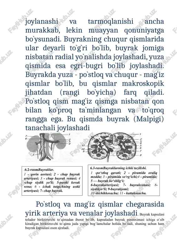 ’laveradi, yuqoridagilari esa yo’qolib ketaveradi. shu tartibda buyrak pastga tomon tushaveradi va beshinchi haftaning boshlanishida buyrak o’z joyiga (2-bel segmenti karshisiga) borib yetadi. yangi kanalchalar borgan sari orqaroqdan paydo bo’ladi, eskilari esa oldingi kanalchalar sifatida yo’qoladi. embrion 9 xaftalik bo’lganda mezonefroz kanalchalarining soni o’zining turg’un mikdoriga (30—40 taga) yetadi. u bu miqdorga sal ilgariroq yetishi xam mumkin. birlamchi buyrak juda erta paydo bo’lishiga qaramay, faqat ikkinchi oyning oxiridagina to’lik o’sib yetiladi. shundan so’ng o’z vazifasini (funksiyasini) yangitdan paydo bo’layotgan uchinchi davrdagi buyrakka, ya’ni doimiy buyrak — metanephros ga topshirib, o’zi yo’qola boshlaydi. doimiy buyrakning umumiy kanali (volf kanali) darrov yo’qolib ketmay, saqlanib qoladi, chunki u tanosil (jinsiy) a’zolarining taraqqiyotida xam qatnashadi. b)qondan siydik ajratuvchi mayda kanalchalar «naychalar» nefrotomlar (mezoderma) dan xosil buladi. metanefrogen to’qima deb ataluvchi bu moddalar siydik yo’li uchidagi kengayma atrofiga to’planadi. yo’l kengaymasi siydik yig’uvchi mayda naychalarga tarmoqlanganda, shu tarmoqlarning xar birini metanefrogen to’qimalar o’raydi va buyrak …