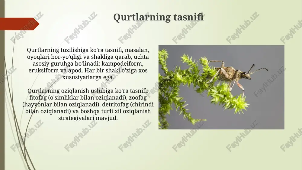 lganda, lichinka bosqichi hasharotlarning hayot siklining muhim qismidir, chunki u o'sish va rivojlanishning 80% dan ortig'ini tashkil etadi, energiya to'planishiga xizmat qiladi. qurtlarni aniqlash usullari dnk barcoding usuli orqali qurtlarning genetik kodini solishtirish mumkin, bu esa ularning turini 95% aniqlikda aniqlash imkonini beradi va filogenetik daraxtlar tuzishga yordam beradi. feromon tuzoqlari qurtlarni jinsiy feromonlar yordamida jalb qilib, ularning sonini va turini aniqlashga yordam beradi, bu esa 80% hollarda samarali hisoblanadi. turli xil hasharotlar guruhlaridagi qurtlar xilma-xilligi g'umbaklar qurtlari lichinka bosqichida turli xil tuzilishga ega bo'lib, kamida 6 ta oyoq yoki umuman oyoqlari yo'q bo'lishi mumkin, bu ularning ekologik rollarini aks ettiradi. ba'zi qo'ng'iz lichinkalari, masalan, gulqo'ng'iz lichinkalari, tanasining bir qismida 9 ta segmentga ega bo'lib, ular hayvonlar to'qimalarida yashash uchun moslashgan bo'lishi mumkin. e'tiboringiz uchun rahmat image2.jpg image3.jpg image4.jpg image5.jpg image6.jpg image7.jpg image8.jpg image9.jpg image10.jpg image11.jpg image12.jpg image13.jpg