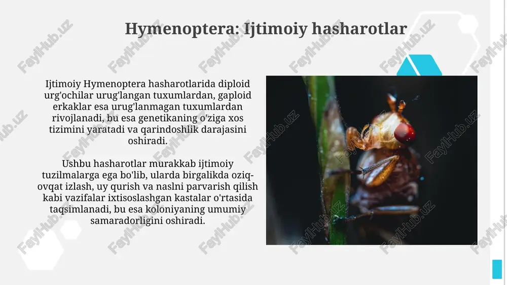ko'pincha reproduktiv funktsiyalarni bajarish uchun maxsus tuzilishga ega, masalan, qanotlar va jinsiy a'zolar. ayrim imago turlarida oziqlanish umuman kuzatilmaydi; ular lichinkalik davrida to'plangan resurslar hisobidan yashaydi, shuning uchun ularning hayoti qisqa, bir necha kun. qanotli hasharotlar: namoyish toʻliq metamorfoz hasharotlarga turli ekologik muhitlarda (masalan, lichinkalar oʻsimliklarda, voyaga etganlari gul nektarida) yashashga imkon beradi, raqobatni kamaytiradi. qanotli hasharotlarning toʻliq metamorfozi 4 ta bosqichdan iborat: tuxum, lichinka (qurt), gʻumbak (koʻpincha harakatsiz) va imago (voyaga yetgan hasharot). metamorfozning bosqichlari tuxum bosqichi birinchi bo‘lib, urg‘ochi hasharotlar turiga qarab, bir nechta dan minglabgacha tuxum qo‘yishi mumkin; bu tuxumlar oziq manbai yaqinida qo‘yiladi. g'umbak bosqichi faol bo'lmagan davr hisoblanadi, unda g'umbak ichida qurtning tanasi qayta tashkil etilib, kattalar bosqichiga olib keladigan murakkab o'zgarishlar sodir bo'ladi. e'tiboringiz uchun rahmat image2.jpg image3.jpg image4.jpg image5.jpg image6.jpg image7.jpg image8.jpg image9.jpg image10.jpg image11.jpg image12.jpg image13.jpg