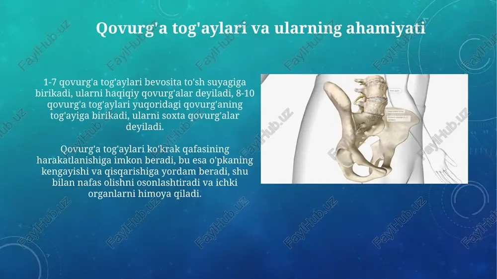 qiqiy qovurg'alar, 1-7 juft, to'g'ridan-to'g'ri to'sh suyagiga xaftaga bog'langanligi sababli, nafas olish harakatlarida muhim rol o'ynaydi va ko'krak qafasining mustahkamligini ta'minlaydi. soxta qovurg'alar, 8-10 juft, bevosita to'sh suyagiga birikmaydi; ularning xaftagalari 7-qovurg'aning xaftagasi bilan birlashib, to'sh suyagiga bilvosita bog'lanadi. chanoq bo'shlig'i va uning chegaralari chanoq bo'shlig'ining oldingi chegarasi chov suyagining simfizi (symphysis pubis) orqali o'tadi va bu joy homiladorlik paytida gormonlar ta'sirida biroz kengayishi mumkin, fiziologik jarayonlar uchun sharoit yaratadi. chanoq bo'shlig'ining yuqori chegarasi umurtqa pog'onasining v bel umurtqasidan boshlanib, yon tomonga qarab yonbosh suyagining qanotlari orqali o'tadi va dumg'aza promontorisida tugaydi. qovurg'a suyaklarining anatomiyasi qovurg'alar 12 juft bo'lib, ulardan 7 tasi haqiqiy (vertebrosternal), 3 tasi soxta (vertebrokondral), 2 tasi esa erkin (umurtqa) qovurg'alardir, bu ularning sternumga birikish usulini anglatadi. har bir tipik qovurg'a bosh, bo'yin, tuberkul va tanadan iborat bo'lib, bosh umurtqa pog'onasi bilan artikulyatsiya hosil qiladi, tuberkul esa ko'ndalang o'simta bilan birikadi. e'tiboringiz uchun rahmat image2.png image5.jpg image6.jpg …