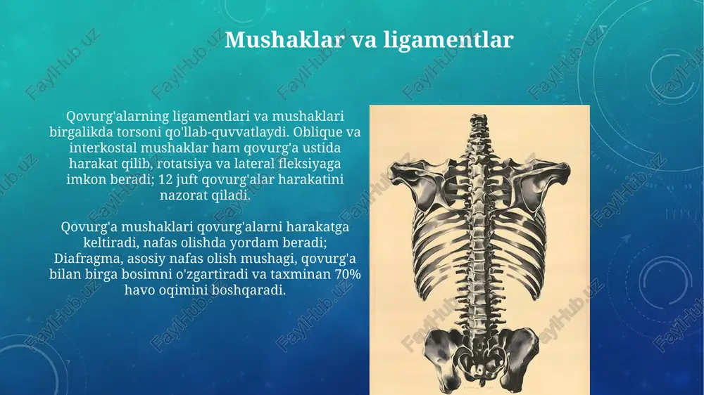 imoya funksiyasini yaxshilaydi. qovurg'alararo mushaklar va biriktiruvchi to'qimalar qovurg'alar va to'sh suyagi bilan birgalikda nafas olish jarayonida harakatlanib, a'zolarni himoya qilib, ko'krak qafasining barqarorligini ta'minlaydi. anatomiya: sternum tuzilishi sternum tanasi sternumning eng katta qismi bo'lib, odatda beshta segmentdan iborat bo'ladi, ular balog'atga yetganda suyakka aylanadi. ikkinchi qovurg'adan yettinchi qovurg'agacha bo'lgan o'yiqlar tanada joylashgan. xifoid o'simta sternumning eng kichik va eng pastki qismi bo'lib, shakli o'zgaruvchan bo'lishi mumkin. ba'zan teshik bo'lishi mumkin va qorin mushaklarining bir qismi shu yerga birikkan. qon ta'minoti va nervlar qovurg'alararo nervlar t1 dan t11 gacha bo'lgan orqa miya nervlarining oldingi shoxlaridir, sezgi va motor funksiyalarini ta'minlaydi, og'riq, harorat va teginish hislarini o'tkazadi. sternum ichki ko'krak arteriyasi shoxlari, ya'ni perikardiofrenik va mediastinal shoxlar orqali qon bilan ta'minlanadi, bu esa suyakning oziqlanishi va hayotiyligini ta'minlaydi. e'tiboringiz uchun rahmat image2.png image5.jpg image6.jpg image7.jpg image8.jpg image9.jpg image10.jpg image11.jpg image12.jpg image13.jpg image14.jpg image15.jpg image16.jpg