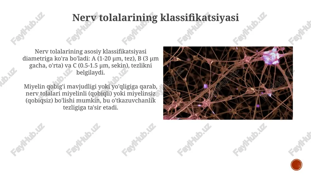 alari membranasi bo'ylab transmembran potensialining nisbatan barqaror qiymati, odatda -40 mv dan -90 mv gacha tashkil qiladi. harakat potensialining bosqichlari repolyarizatsiya bosqichi natriy kanallarining inaktivatsiyasi va kaliy kanallarining ochilishi bilan xarakterlanadi. kaliy ionlari hujayradan chiqib, membrananing dastlabki salbiy potensialini tiklaydi, odatda -70 mv ga qaytaradi. hiperpolyarizatsiya bosqichi kaliy kanallarining sekin yopilishi natijasida yuzaga keladi. membrana potensiali dam olish potensialidan (masalan, -70 mv dan) salbiyroq bo'lib ketadi, ba'zan -80 mv ga tushadi. e'tiboringiz uchun rahmat image5.jpg image6.jpg image7.jpg image8.jpg image9.jpg image10.jpg image11.jpg image12.jpg image13.jpg image14.jpg image15.jpg image1.png image2.png image3.png