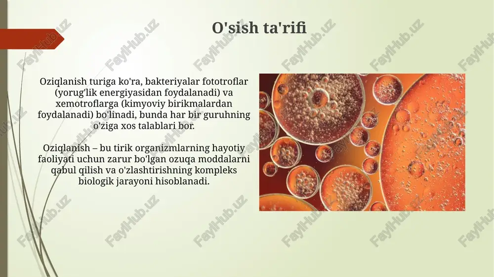 duksiya kabi jarayonlar orqali sodir bo'ladi, bu esa 1-5% genetik o'zgarishlarga olib keladi. ba'zi bakteriyalar spora hosil qilish orqali noqulay sharoitlarga moslashadi, bu metabolik jihatdan faol bo'lmagan, juda chidamli shakllar bo'lib, ular 100 dan ortiq yil davomida saqlanib qolishi mumkin. suvning roli suv fermentativ reaktsiyalar, gidroliz va polimerizatsiya kabi ko'plab biokimyoviy reaktsiyalarda ishtirok etadi va molekulalarning tuzilishini saqlashda muhim rol o'ynaydi. suv hujayralarning 70-80% ni tashkil etadi va metabolik jarayonlar uchun muhim erituvchi vazifasini bajaradi, oziq moddalarni tashish va chiqindilarni olib tashlashda yordam beradi. mikroelementlar mikroelementlar, masalan, temir (fe), sitoxromlar tarkibiga kirib, elektron tashish zanjirida ishtirok etadi, metabolizm uchun muhim bo'lgan redoks reaksiyalarini katalizlaydi. molibden (mo) azot fiksatsiyasi uchun muhimdir, ayniqsa, azotaza fermentining tarkibiga kiradi, u atmosfera azotini ammiakka aylantirishda yordam beradi. suv faolligi suv faolligi (aw) oziq-ovqatdagi erkin, bog'lanmagan suv miqdorini ifodalaydi, 0 dan 1 gacha bo'lgan qiymatga ega, 0 to'liq quruq, 1 esa toza suvga teng. mikroorganizmlar o'sishi …