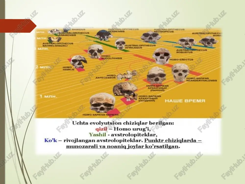 aga ma'lum bo'lgan to'rtta geografik mintaqa bilan bog'liq. homo jinsini boshqa sutemizuvchilardan anatomik xususiyatlariga ko'ra ajratishga birinchi urinish iogan fridrix blumenbax tomonidan 1775-yilda de generis humani varietate natativa ("odam zotidagi tabiiy farqlar to'g'risida") dissertatsiyasida qilingan. homo jinsining birinchi qazilma turi 1864-yilda irland geologi uilyam king tomonidan homo neandertalensis deb nomlangan;bundan bir yil avval king neandertal 1 qoldigʻining bosh suyagi shakli va uning zamonaviy odamlardan chetga chiqishini muhokama qilgandan soʻng britaniya fanlar taraqqiyoti assotsiatsiyasining geologiya boʻlimi oldidagi maʼruzasida “homo neandertalensis king” nomidan foydalangan edi. bu 1899 yilda jorj vacher de lapuj tomonidan taklif qilingan homo spelaeus ("g'or odami") tomonidan ta'qib qilindi, unga cro-magnon 1 fotoalbom namunasi sifatida tayinlangan; ushbu yosh guruhiga oid barcha qoldiqlar (" kro-magnon odamlari ") bugungi kunda homo sapienslar qatoriga kiradi. uchinchi fotoalbom homo turi 1908 yilda otto schoetensack mauerning "preneandertaloid" deb to'g'ri tan olingan pastki jag'iga homo heidelbergensis deb nom berishga qaror qilganidan keyin nomini oldi. homo …