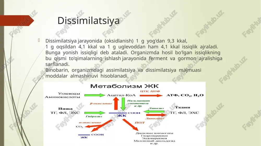 ng muhim vazifasidir. adenozin trifosfat (atp) shaklidagi energiya hujayrali nafas olish natijasida hosil bo'ladi, uning 4 bosqichli jarayoni asosan mitoxondriyada sodir bo'ladi. 1.glikoliz: bu bosqich hujayraning sitozolida uchraydi, ammo bu juda muhimdir, chunki u quyidagi bosqichlar davomida glyukoza va 2 ta piruvat hosil qiladi. 2.piruvatning oksidlanishi: bu jarayon mitoxondriyal matritsada uchraydi va piruvatni quyidagi jarayonni boshlaydigan element - atsetil-koa ga aylantiradi 3.krebs tsikli: nitrat kislota aylanishi deb ham ataladigan bu jarayon tufayli hujayra nafasi natijasida yuzaga keladigan 38 ta nazariy atp ning 24 tasi sintez qilinadi. krebs tsikli xuddi shu tarzda mitoxondriyal matritsada uchraydi. 4.oksidlovchi fosforillanish: bu qadamda nadh va fadh2 oldingi fazalardan olingan, mitoxondriyaning ichki membranasiga joylashtirilgan bir qator oqsillar orqali elektronlar harakati tufayli atp ga aylanadi. etiboringiz uchun rahmat image1.jpeg image2.png image3.png image4.jpeg image5.jpeg