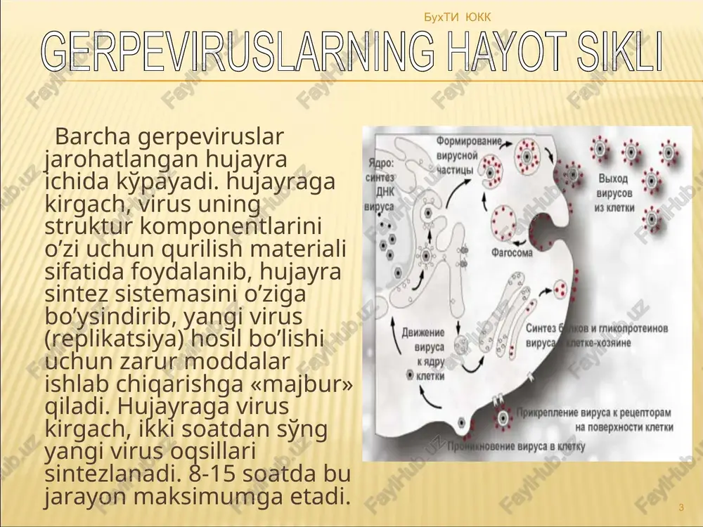evriti, flebotromboz lor a'zolari faringit, «gerpetik angina», laringit, to'satdan yuzaga keluvchi karlik, vestibulyar buzulishlar o'pka bronxo-pnevmoniya yurak-qon tomir tizimi miokardit, miokardiopatiya, ogv ning ateroskleroz asosida yotuvchi jarayonlarga qatnashishi ovqat hazm qilish tizimi gepatit, ileo-kolit, proktit mns meningit, entsefalit, nevrit, meningoentsefalit, simpatoganglionevrit, nerv chigallarining zararlanishi ruhiy-emotsional sfera depressiya, yadroli shizofreniyava sinil dementsiya kechishini og'irlashtiradi limfatik sistema ogv-limfoadenopatiya * buxti yukk * * orofatsial gerpes – ko’pincha vpg-1 qo’zg’atadi. 1-lamchi epizodlari ko’pincha gingivostomatit va faringit kurinishda kuzatiladi. uning kayta xurujlari herpes labialis kurinishda bo’ladi. chegaralangan o’choqlarda va herpes labialis kam kuzatiladigan xurujlarda faqat mahalliy davo bilan chegaralanadi. qaytalanishning 1-belgilari-engil kichish, qizarish, paresteziya va pufakli toshmalar paydo bo’lishidan 1 kun ichida davoni boshlash zarur. zararlangan o’choqga kuniga 5-6 mahaldan 5-10 kun davomida krem surtiladi. davo samaradorligi davoni boshlash vaqtiga bog’liq. buxti yukk * * * tarqalgan zararlanishlarda, tez-tez qo’zib turishida va toshmalar ko’zi, qovog’i,og’iz bo’shlig’ida bo’lganda shuningdek 10-kundan ortiq yuqolmaganda shifokorga murojaat qilish …
