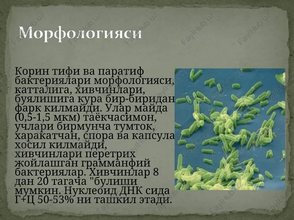 , nitrofuran preparatlari beriladi. bular kasallikning kechishini engillashtiradi va u uzok davom etmaydi. ayrim hollarda bemor bilan mulokotda bulganlarga va zararlangan suv, ozik-ovkat, xul mevalarni istyo'mol kilgan kishilarga kasallikning oldini olish uchun kattalarga tabletka xolidagi, yosh bolalarga esa salmonellalarga suyuk bakteriofaglar beriladi.