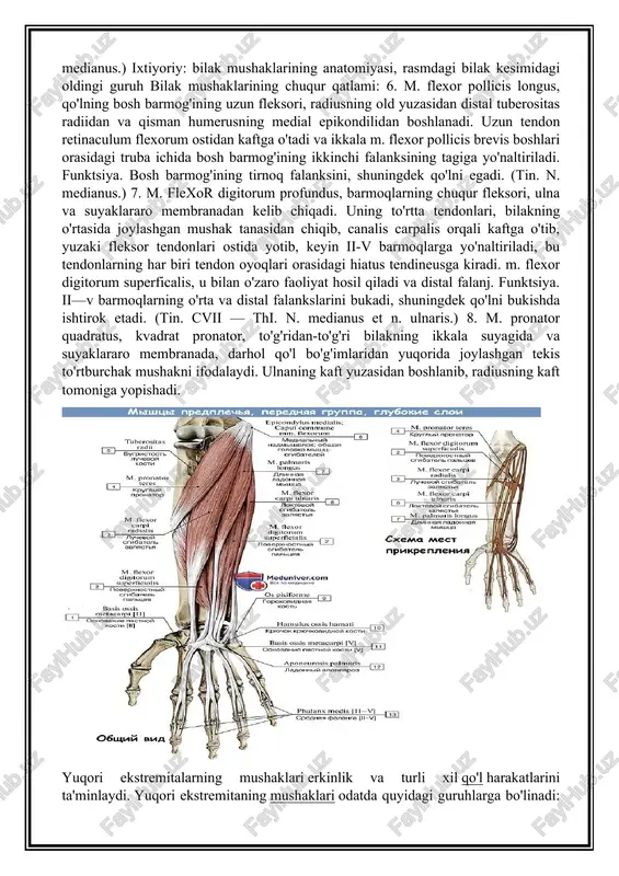 noideus va radiusning yuqori qismidan boshlanadi. mushak to'rtta uzun tendonga bo'linadi, ular bilakdan canalis carpalis orqali kaftga tushadi va u erda ii—v barmoqlarning palma yuzasiga o'tadi. proksimal falanksning tana darajasida tendonlarning har biri ikkita oyoqqa bo'linadi, ular bir-biridan ajralib, yoriq hosil qiladi, hiatus tendineus, tendonni o'tkazib yuborish uchun, ular bilan kesishgan chuqur fleksor (chiasma tendinum) va o'rta falanks poydevorining palma yuzasiga biriktirilgan. funktsiya. barmoqlarning proksimal va o'rta falanksini (bosh barmoqlardan tashqari), shuningdek butun cho'tkani egadi. (tin. cvii—thi n. medianus.) ixtiyoriy: bilak mushaklarining anatomiyasi, rasmdagi bilak kesimidagi oldingi guruh bilak mushaklarining chuqur qatlami: 6. m. flexor pollicis longus, qo'lning bosh barmog'ining uzun fleksori, radiusning old yuzasidan distal tuberositas radiidan va qisman humerusning medial epikondilidan boshlanadi. uzun tendon retinaculum flexorum ostidan kaftga o'tadi va ikkala m. flexor pollicis brevis boshlari orasidagi truba ichida bosh barmog'ining ikkinchi falanksining tagiga yo'naltiriladi. funktsiya. bosh barmog'ining tirnoq falanksini, shuningdek qo'lni egadi. (tin. n. medianus.) 7. m. …