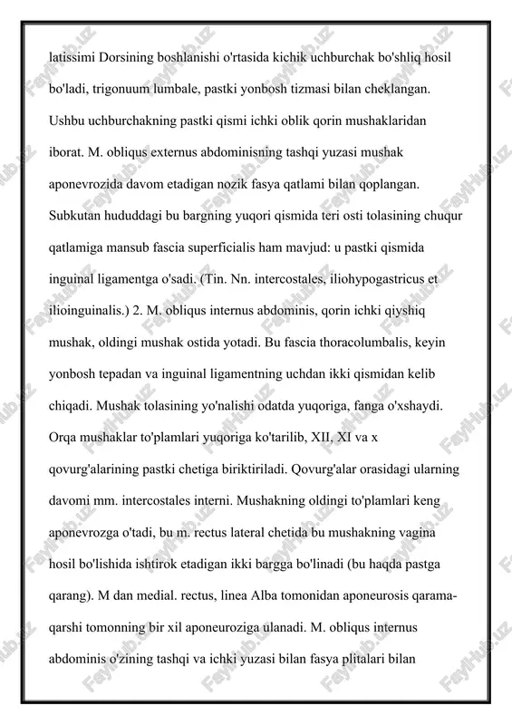 n medial. rectus, linea alba tomonidan aponeurosis qarama-qarshi tomonning bir xil aponeuroziga ulanadi. m. obliqus internus abdominis o'zining tashqi va ichki yuzasi bilan fasya plitalari bilan qoplangan. (tin. nn. intercostales x—xii, iliohypogastricus et ilioinguinalis.) 3. m. transversus abdominis, transversalqorin mushaklari, barcha keng qorin mushaklarining eng chuqur va eng nozik qismidir. oltita pastki qovurg'aning ichki yuzasidan boshlanadi. diafragma yuqorida uning davomi m. tranversus thoracis hisoblanadi. keyinchalik pastga va orqa mushak fascia thoracolumbalis chuqur bargidan kelib chiqadi va nihoyat, ilyak tizmasining pastki qismida va inguinal ligamentning uchdan ikki qismida joylashgan. ushbu joylardan boshlab, tolalar mushaklari oldinga va medial ravishda oldinga siljiydi va m. rectus abdominisning pastki qismida linea alba ga boradigan keng aponevrozga o'tadi va qarama-qarshi tomonning aponevrozi bilan bog'lanadi. ko'pgina sutemizuvchilarda bu mushak ko'proq rivojlangan va moyakni skrotumdan tananing bo'shlig'iga jalb qilishi mumkin. ichki oblique va transvers mushaklardagi odamlarda moyakka faqat kichik mushak to'plami — moyakni ko'taradigan rudimental mushak, m. cremaster. …