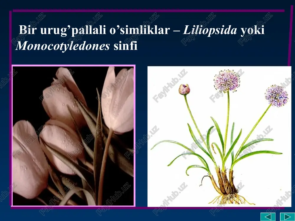 lda turadi yoki boshoqsimon, ro’vaksimon to’pgullarga yig’ilgan bo’ladi. gul qo’rg’oni tojbargsimon, 6 bo’lakchali. mevasi ko’p urug’li ko’sakcha. yer yuzida gulsafsarlarning 300 ga yaqin turi bor. gulsafsarlar ildizpoyali, guli yirik bo’lib, rangli gulsafsarlarning ko’pgina navlari ekilib kelinadi. o’rta osiyoda o;sadigan turlaridan: korolkov gulsafsari (i. korolkovii), so’g’diyona gulsafsari (i. sogdiana) ma'lum bir darajada manzarali ahamiyatga ega. o’zbekistonda gulsafsardoshlardan gladiolus (glodiolus), za'faron (crocus), iridodiktium (iridodictyum) va yunonalarga (juno) oid 5 ta turi o’zbekiston respublikasi qizil kitobi"ga kiritilgan. ko’p yillik o’t o’simliklar. ildizpoyali, piyozboshli gladiolus (glodiolus) iris- gulsafsar crocus sativus gulafsardoshlar oilasiga mansub ko’p yillik tuganak piyozli o’simlik. bo’yi 10-25 sm. barglari ingichka lentasimon bo’lib gullash davrida o’sadi. lilium-liliya boychechak- gagea loladoshlar -liliaceae oilasi loladoshlar -liliaceae oilasi.yer yuzining hamma joyida uchrab, oilaga 10 turkum, 500 ta tur kiradi. bizda 4 ta turkumga kiruvchi 70 taga yaqin turlari o’sadi. loladoshlar oilasiga xos bo’lgan belgilardan biri ularning yer osti qismida piyozboshlarining bo’lishidir. gullari yirik, rangli, aktinomorf, …