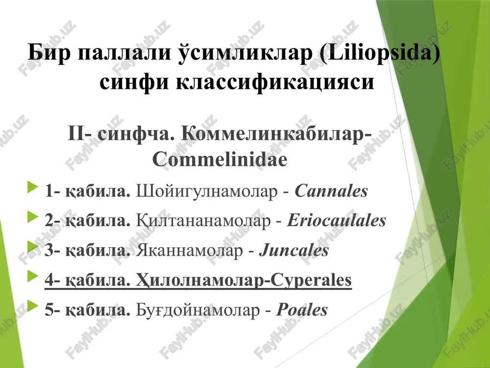 cyperales oila. hiloldoshlar-cyperaceae turkum. qorabosh- carex l. tur. turkiston qoraboshi- carex turkestanica regel bo'yi 15 - 30 sm. o'rmalovchi ildizpoyali, chim hosil qiluvchi ko'p yillik o't o'simlik. adir va tog' yonbag'irlarida, butazorlar, keng yaproqli o'rmonlar va archazorlarda o'sadi. mirzo ulug'bek nomidagi o'zbekiston milliy universiteti biologiya fakulteti fan. botanika (yuksak o'simliklar sistematikasi) mavzu: bir urug'pallali o'simliklar sinfi bug'doynamolar (poales) qabilasi botanika va o'simliklar fiziologiyasi kafedrasi dotsenti m.m.maxmudova reja: bug'doynamolar poales qabilasining umumiy tavsifi bug'doynamolar poales qabilasi va oila vakillari, ularning changlanishi, tarqalishi va ahamiyati bir urug'pallali o'simliklar (liliopsida) sinfi klassifikatsiyasi ii- sinfcha. kommelinkabilar-commelinidae 1- qabila. shoyigulnamolar-cannales 2- qabila. qiltananamolar-eriocaulales 3- qabila. yakannamolar-juncales 4- qabila. hilolnamolar-cyperales 5- qabila. bug'doynamolar-poales qabila. bug'doynamolar-poales oila. bug'doydoshlar-poaceae turkum. jo'hori-zea l. tur. oddiy jo'hori-zea vulgare l. bo'yi 3 - 6 m, qurg'oqchilikka chidamli, bir yillik o't o'simlik. barglari yirik. gullari ayrim jinsli, bir uyli o'simlik. changchili gullari bitta yoki ikkitadan, supurgisimon to'pgulga poyaning uchida o'rnashgan. bargning qo'ltig'ida …