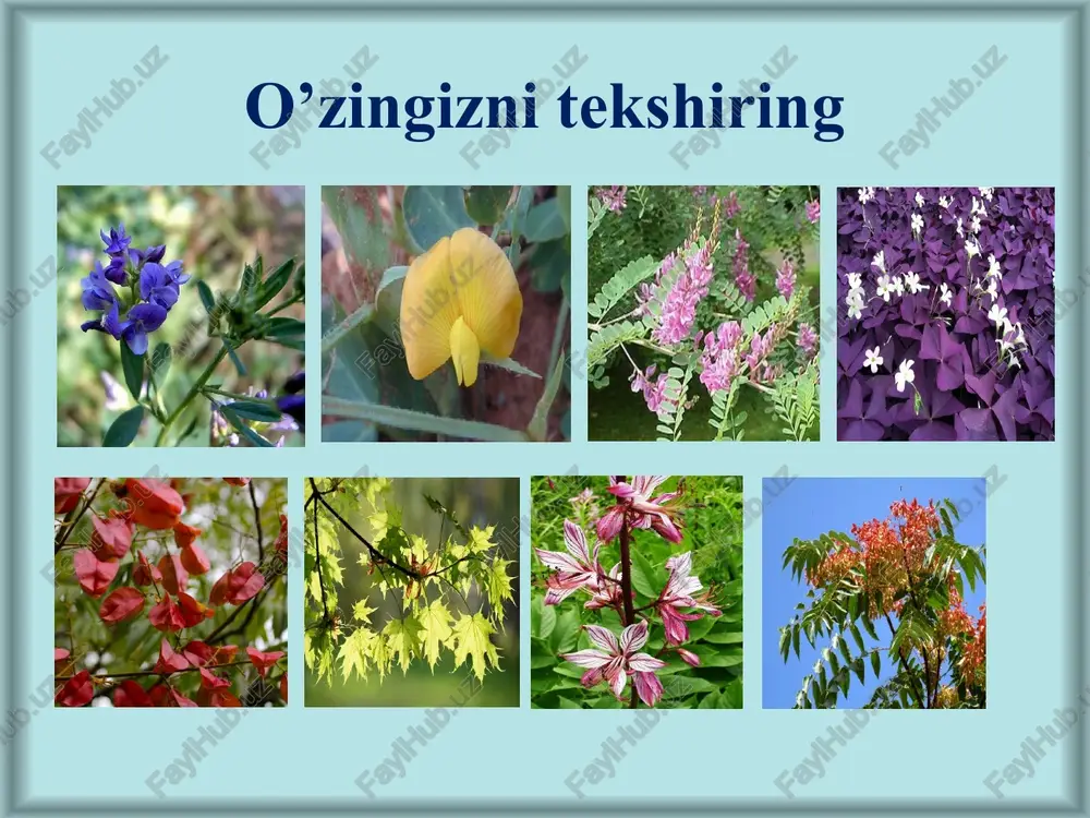 utgul) –nerium oleander turkumlari: kendir(apocynum), bo’rigul (vinca), oleander (sambutgul) –nerium oleander ituzumdoshlar-solanaceae ituzumdoshlar (solanaceae) oilasi ituzumdoshlar (solanaceae) oilasi sigirquyruqnamolar (serophulariales) qabilasiga mansub bo‘lib, 90 turkum va 2900 ta turga ega. o’zbekistonda 7 ta turkumga mansub 25 turi o’sadi. asosan, o‘t o ‘simliklari bo‘lib, tropik mintaqalarda ko‘pchilik vakillari ilashib (chirmashib) o‘suvchi va oz bo‘lsa-da, daraxt vakillariga ham ega.barglari oddiy, butun yoki barg yaproqlari turlicha kesilgan, yonbargchasiz, poyaga ketma-ket joylashgan. gullari yakka yoki gajaksimon to‘pgulga to‘plangan, asosan aktinomorf, ba’zi vakillarida esa qisman zigomorf. kosachabarglari qo‘shilib o ‘sgan, besh tishchali, mevada saqlanib qoladi (pomidor). tojibarglari (boshoqsimon) likopchasimon, naychasimon yoki keng qo‘ng‘iroqsimon. naychaning ichki tomonidan o‘sgan beshta changchiga ega. changdonlar esa asosan ikki uyali. ituzumdoshlar (solanaceae) oilasi 1. o’t o’simliklar, ba’zan butalar ituzumdoshlar (solanaceae) oilasi 2. gul formulasi: *♀♂ ca(5) co(5) a5 g2 ituzumdoshlar (solanaceae) oilasi gullari yakka yoki gajaksimon to‘pgulga to‘plangan mevasi rezavor (pomidor, kartoshka) ko’sak bangidevona, tamaki, mingdevona ituzumdoshlar-solanaceae ko‘pchilik vakillari «salonin» …