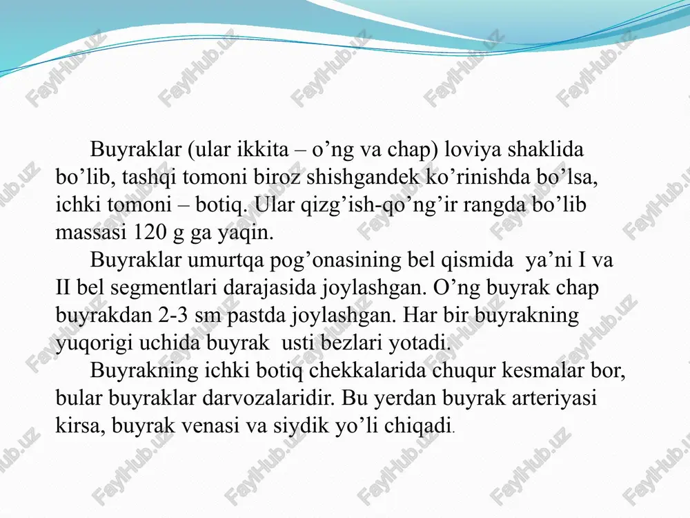 dagi retseptorlarni qo’zg’atadi. qo’zg’alish yuzaga kelib u orqa miyaning pastki qismida joylashgan siydik ajratish markazini qo’zg’atadi. bu yerdan impulslar pufak muskullariga kelib uni qisqarishga majbur qiladi, bu paytda sfinkter bo’shashadi va siydik, siydik pufagidan siydik chiqarish yo’liga tushadi. bu o’z-o’zidan siydikni chiqarilishidir, bunday holatlar emadigan bolalarda kuzatiladi. katta bolalar voyaga yetgan odamlar singari o’z hohishlariga ko’ra siydik ajralishini to’xtatishi va ajratishi mumkin. odatda ikki yoshli bolalarda faqatgina kunduz kuni emas, balki kechasi ham siydikni ushlab turish uchun shartli reflekslar hosil qilish mumkin. odatda 5-10 % bolalarda 13-14 yoshgacha bo’lgan davrda kechasi siydikni o’z-o’zidan ajralishi eneruz kuzatiladi. bu bolalarga xos bo’lgan kasallik, bu paytda bolani uyaltirmaslik, qo’rqitmaslik kerak, ammo davolash zarur. kechqurun siyib qo’yishga uyqudan oldin katta miqdorda suyuqlik iste’mol qilish ham (choy, kofe, sut) sabab bo’lishi mumkin. siydik tanosil organlari gigiyenasi. siydik tanosil organlarini toza saqlash bolalar va o’smirlar hayotida va ularning kelgusi hayot-faoliyatida ham muhim o’rinni egallaydi. shunda bola …