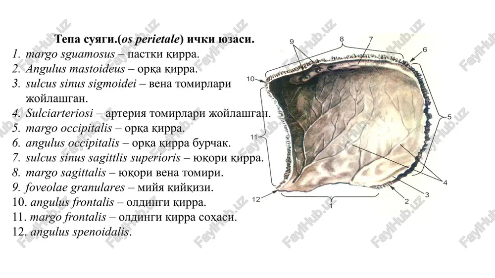 bosh skeleti suyaklari - Page 3