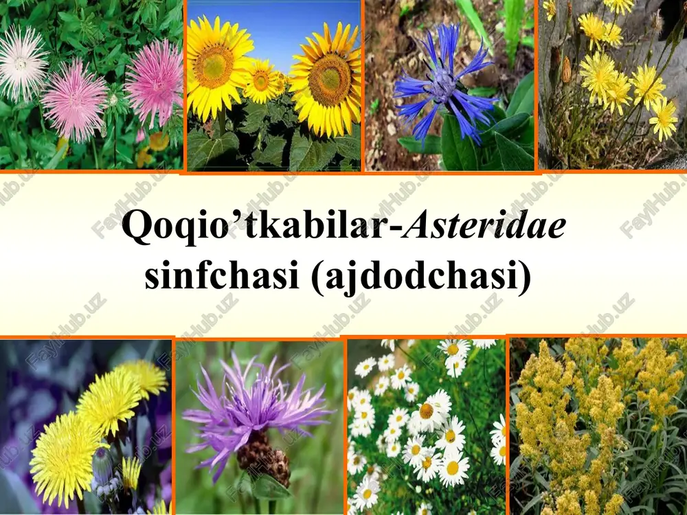 ie schitayut, chto v sostav etogo semeystva vxodit okolo 25 000 vidov rasteniy. slojnotsvetnie vstrechayutsya pochti vezde, gde voobshe vozmojno sushestvovanie visshix rasteniy,— ot tundr do ekvatora, ot morskix poberejiy do alpiyskix snegov, na besplodnix peskax i na tuchnix chernozemax. qoqio’tdoshlar-asteraceae 1. daraxt va o’t o’simliklar qoqio’tdoshlar-asteraceae 2. to’pguli - savatcha o’ramabarg turkumlari : bo’tako’z –centaurea andiz-inula kungabohar –helianthus bo’ymodaron –achillea shuvoq-artemisia tirnoqgul -calendula maxsar –carthamus moychechak –matricaria qoqio’t-taraxacum sachratqi – cichorium tog’saqich – scorzonera sutcho’p – laktuca takasoqol - trogopogon karrak – cousinia oq qaldirmoq-tussilago zargo’sh- anthemis o’lmas o’t –helichrysum turkumlari: qoqio’tdoshlar-asteraceae 4. urug’i- pista achchiq shuvoq-artemisia absintium l. achchiq shuvoq o‘simligining preparatlari ishtaha ochadigan va ovqat hazm qilishga yordam beruvchi dori sifatida hamda jigar, o‘t pufagi va gastrit kasalliklarida ishlatiladi. o‘simlikdan olingan xamazulen bronxial astma, revmatizm, ekzema kasalliklari va rentgen nuri ta’sirida kuygan erlarni davolashda qo‘llaniladi * company logo www.themegallery.com shuvoq-artemisia achchiq shuvoq o‘simligining preparatlari ishtaha ochadigan va …