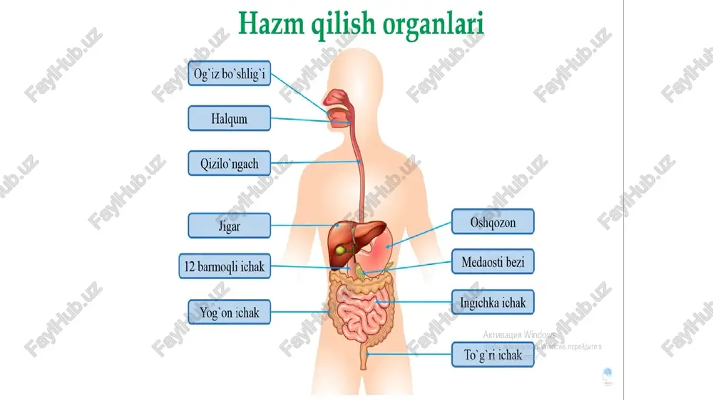 o’t suyuqligi o’t pufagiga qarab oqadi. bu jarayonda shilliq pardasidan spiralsimon burmalar faol qatnashadi. oshqozonga ovqat tushganda shunga mos refleks paydo bo’ladi. bunda o’t pufagining muskul pardasi qisqarib, bir vaqtning o’zida ductus choledochus muskullar va sfinkterlari bo’shashadi. buning natijasida o’t suyuqligi ichak bo’shlig’iga tushadi. jigarning bo'laklari o'ng bo'lak chap bo'lak kvadrat bo'lak dumli bo'lak jigarning yoshga xos xususiyatlari: chaqaloq jigari qorin bo’shlig’ining 2\3- 1\2 qismini egallaydi. u o’ng va chap qovurg’a osti sohasini va qorin usti sohasini egallab turadi. jigarning shakli har-xil va jigarning old-orqa va ko’ndalang o’lchamiga bog’liq. jigar keng va tor, uchburchak va noto’g’ri shakllarda bo’lishi mumkin. uning bo’ylama uzunligi 11-14,5 sm,qalinligi 2,4 sm dan 3,0 sm gacha. jigar boylamlari juda nozik va elastik. chaqaloqlarda o’t pufagining shakli turlicha.ko’proq stilindrik va noksimon shakllari uchraydi. uning o’lchamlari –uzunligi 14-50mm, eni 5-16 mm. jigar ishining buzilganligining 10 ta alomati qorinning o’ng tarafida oyoqlarda shish semizlik jigar toksinlarni yenga olmasligi ishtaxaning …