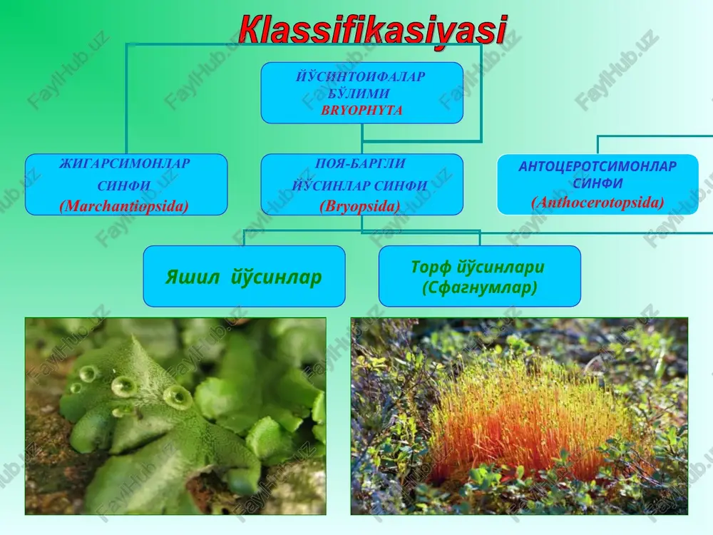 lar soni 20 000 dan 200 000 gacha. botqoqning 1 m.kv. joyida - taxminan 15 mln. o’simlik. sporofit sporalarini iyulda sochadi. sporalarining o’lchami 20-50 mkm. sporofiti parazit emas, mustaqil organizm yashil yo’sinlar polytrichum commune kakku zig’iri (polytrichum commune) ikki uyli o’simlik chim hosil qiladi poyasi jigar rang, barglari to’q yashil 1-antridiyli o’simlik, 2-arhigoniyli o’simlik, 3-sporogonning ko’ndalang kesimi 4-poyaning ko’ndalang kesimi, 5-bargining mikroskopik ko’rinihi, 6-arhigonilar to’plami, 7-antridiylar to’plami, 8-ipsimon protonema * ko’payishi suvga bo’g’liq erkak gametofitda anteridiylar hosil bo’ladi. anteridiyda spermatozoidlar hosil bo’ladi. urg’ochi gametofitda arxegoniy hosil bo’ladi. arxegoniyda tuxum xujayra hosil bo’ladi urug’langandan keyin zigota hosil bo’ladi. zigotadan sporofit hosil bo’ladi. sporofit urg’ochi gametofitda (parazit) o’sadi. sporofitda ko’sakcha (unda sporalar). sporalardan protonema (ipchalar). protonemalarda kurtakchalar. kurtakchalardan yangi gametofit hosil bo’ladi. poyabargli yosinsimonlar - briopsida bo’lim -yo’sintoifa-bryophyta o’simliklar sinf(ajdod)- poyabargli yosinsimonlar – briopsida qabila- kakku zig’irnamolar- polytrichales oila- kakku zig’irdoshlar- polytrichaceae. turkum- kakku zig’iri -polytrichum tur- oddiy kakku zig’iri- polytrichum communi …