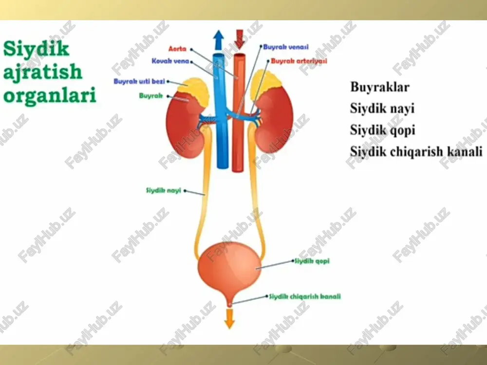 chasida qon tomir to’pchasidan kapsulaga qonning suyuq qismi filtrlanadi va birlamchi siydik deyiladi. buyrak naychalarining proksimal egri - bugri kanalchalarida oqsillar, uglevodlar, aminokislotalar, vitaminlar, mikroelementlar so’rilsa, qolgan qismlarida ionlar va suv so’riladi va natijada ikkilamchi siydik hosil bo’ladi. buyrak buyrakning kesmasi buyrak darvozasi hosilalari buyrak segmentlari chizmasi buyrak arteriyalari buyrak bo'lagi buyrak tanachasi nefronning tuzilishi chaqaloqning buyragi va buyrak usti bezi qovuq qovuq