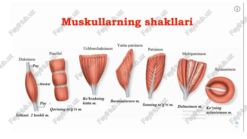 ning orqa guruh mushaklari chuqur qavat boldirning lateral guruh mushaklari oyoq panjasining ustki mushaklari oyoq panjasining ostki mushaklari sonning serbar fastsiyasi bukuvchi mushaklar pay qinlari yozuvchi va kichik boldir mushaklari pay qinlari yozuvchi mushaklar pay qinlari muskullarning ishi. muskullarning kuchi tolalarining ko’ndalang kesimiga, ko’p-ozligiga qarab aniqlanadi. muskulning har santimetri o’rta hisobda 10 kg yuk ko’taradi. muskullarning kuchi odamning umumiy holatiga, nerv sistemasining qo’zg’aluvchanligiga, mashq qilishga, tashqi sharoitga bog’liq. sistemali ravishda mashq qilib borgan odamning muskullari baquvvat bo’ladi, qon tomirlari bilan yaxshi ta‘minlanadi, organizmda energiya va moddalar almashinuvi kuchayadi. muskullar egiluvchan, biroz yopishqoq bo’lib, tashqi muhit ta‘sirida cho’ziladi yoki qisqaradi. ular qisqarganda bo’g’imlarda harakat vujudga keladi. muskullar bo`g`imdan o`tishga qarab, bir bo`g`imli (masalan, deltasimon muskul) va ko`p bo`g`imli (barmoqlarni bukuvchi chuqur muskul) bo`lishi mumkin. muskullar bo`g`imlardagi harakatda ishtirok etishiga ko`ra, sinergist va antagonist muskullarga ajratiladi. sinergist muskullar qisqarganda umumiy harakat yuzaga keladi. masalan, yelka, yelkabilak va yelkaning 2 boshli muskullari qisqarganda …