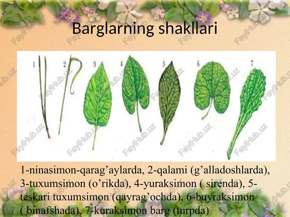 shidan bir xonali tuguncha hosil bo‘ladi. bunday ginetsey primula va chinniguldoshlarga xosdir ginetsey xillari * agar gulda faqat kosachabarg yoki tojbarglar bo’lsa bunday gulqo’rg’on oddiy gulqo’rg’on deyiladi gulning tuzilishi. gulqo’rg’on lola marvaridgul liliya * gulning tuzilishi gulqo’rg’on gulqo’rg’oni bo’lmagan gullar yalong’och gullar deyiladi tol gulqo’rg’on kosacha bilan gultojbarglar birgalikda gul qoplamini tashkil etadi va gulqo’rg’on deyiladi. gulqo’rg’on gulning ichki qismini tashqi muhitning noqulay ta’sirlaridan (qurib qolish va sovuqdan) saqlaydi. gulqo’rg’on kosacha va gultojdan tashkil topgan bo’sa ( g’o’za) qo’sh gulqo’rg’on deyiladi. gultoj tubida, gul urnida ba’zan asalchi bezlar (nektardon) joylashgan bo’lib, ular hasharotlarni o’siga jalb etish uchun shira ajratib chiqaradi. * gulqo’rg’onni bo’lish yoki bo’lmasligi hamda uning tuzilishiga ko’ra gullar quyidagi turlarga ajratiladi: 1 - gomoxlamid gullar. gulqo’rg’oni oddiy, ya'ni gulbargchalar ko’p sonda bo’lib, spiral joylashadi. ular kosachasimon yoki tojsimon. bunday gullar yopiq urug’lilarning qadimgi oilalari (liliya, lola, magnoliya) uchun xosdir. magnoliya lola liliya * 2. geteroxlamid gullar. qo’sh gulqo’rg’onli, …