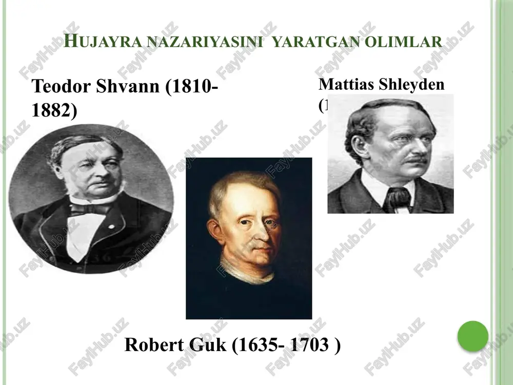 natijasida asosiy ildizning yo’g’onlashib ketishi. ildizmevalar sabzi, lavlagi, rediska, sholg’om va boshqa o’simliklar uchun xosdir. shakli uzgargan ildizmev-sabzi ildizmeva uch qismdan iborat: bosh, bo’yin va ildiz. sabzi lavlagi 26 tuganak ildizlar yon yoki qo’shimcha ildizlarning yo’g’onlashishi natijasida kelib chiqadi. ular batat, georgina, orxideya, kartoshkagul, shirach, qo’ziquloq, tugunakli ayiqtovon va boshqa o’simliklarda uchraydi. georgina orxideya klaster texnologiyasi asosida ildizning anatomik tuzilishini o’rganish ildizning anatomik tuzilishi markaziy tsilindr o’tkazuv chi to’qima derma- togen birlamchi po’stloq epiderma ekzo- derma mezo- derma endo-derma o’zak nurlari o’zak naylari ildizning birlamchi anatomik tuzilishi funktsional jihatidan ildizning muhim qismi shimish zonasi hisoblanib, u suv va mineral moddalarni shimishga molashgandir. ildizda to’qimalar halqa shaklida joylashgan bo’ladi. uning ko’ndalang kesimida epiblema, birlamchi po’stloq va markaziy tsilindr ajratiladi. gulsapsar ildizining ko’ndalang kesimi: 1-epidermis qoldig’i, 2-ekzoderma, 3-po’stloq parenximasi, 4-endoderma, 5- o’tkazuvchi hujayralar, 6-perisikl, 7-ksilema, 8-floema ildizning ikkilamchi anamomik tuzilishi. 1-birlamch yog’ochlik, 2-ikklamchi yog’ochlik, 3-kambiy, 4-ikklamchi lub, 5-birlamchi lub, 6-ikklamchi po’stloq, 7-periderma, …