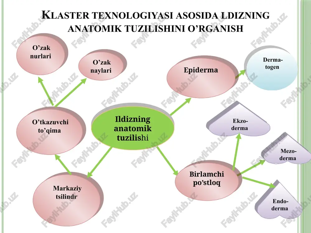 sil bo‘lishi novdalar shakliga ko’ra xilma xil bo’ladi: uch qirrali (xilol, salomalaykum), to’rt qirrali (yalpiz, rayxon, kiyiko’t), aylanasimon (bug’doy, arpa, makkajo’xori), yassi (kartoshka), qisqargan poyali (zubturum, piyoz, lola), sudralib o’suvchi (itqovun, bodring, tarvuz), ilashib o’suvchi (qovoq, tok, luffa, liftok), chirmashuvchi (zarpechak), buraluvchi (pechakgul), ko’p qirrali (qovoq, arpabodiyon, artishok). 2 kurtak kurtak-yozilmagan murtak holdagi novdadir. novdaning uchidagi doimiy kurtak uning yuqoriga qarab o’sishi uchun hizmat qiladi. uchki kurtakning ostida, barg qo’ltig’ida ham kurtaklar joylashgan bo’lib, ular yon kurtaklar deb ataladi. kurtak barg kurtak gul kurtak novdadagi yon kurtaklari novdadagi yon kurtaklar ikki hil bo’lib, ularning biri yon novda ikkinchisi esa gul va barg hosil qiladi. yon novdada hosil bo’lgan kurtak vegetativ kurtak deyiladi. gul hosil qiladigan kurtak generativ gul kurtak deyiladi. boshlang’ich gul 1 5 4 3 6 a 2 b 1 2 kurtaklarning tuzilishi: a – yopiq kurtak: 1 – olcha, 2 – shumtol, 3 – cheryomuxa, 4 – terak, …