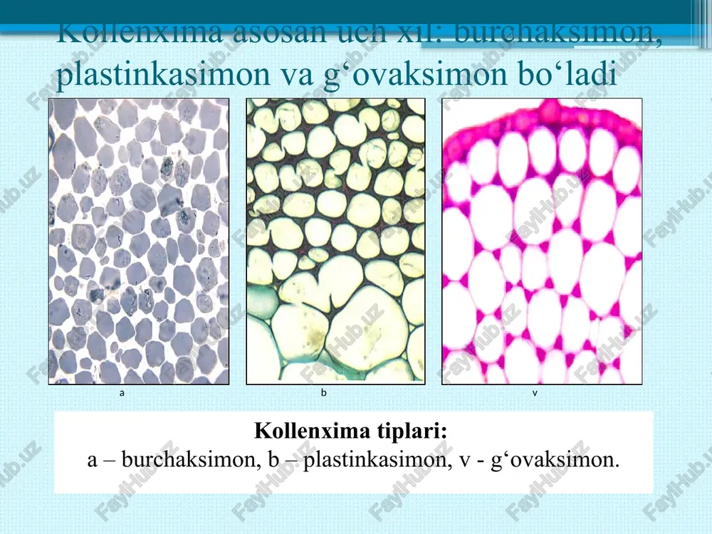 mineral moddalar ildiz orqali shimib olinib, poya va bargga uzatiladi. bu yuqoriga ko’tariluvchi yoki chiquvchi oqim deyiladi. fotosintez natijasida barglarda hosil bo’lgan organik moddalar poya va u orqali ildiz tomon harakat qiladi va o’simliklarning butun tirik organlariga boradi. shu moddalarning bir qismi zaxira modda sifatida to’planadi. bu pastga tushuvchi oqim deyiladi. mazkur moddalarning harakati o’tkazuvchi to’qimalar ishtirokida bo’ladi. pastdan yuqoriga harakatlanuvchi oqim ksilema yoki yog’ochlik deb atalgan umumiy to’qima orqali, pastga tushuvchi oqim esa floema yoki lub orqali amalga oshiriladi. ksilema (yog’ochlik). yog’ochlik tarkibiga o’tkazuvchi, mexanik va asosiy parenxima to’qimalari kirib, uning ixtisoslashgan o’tkazuvchi elementlari traxeid va naylardir. o’tkazuvchi to’qimalar moddalarni 2 xil yo’l bilan o’tkazadi ksilema floema traxeyalar va traxeidlar traxeyalar va traxeidlar orqali suv va unda erigan mineral moddalar harakatlanadi. elaksimon naylar va uning yo’ldosh hujayralari orqali esa assimilyatsiya mahsuloti, plastik moddalar harakatlanadi. traxeyalar birlamchi ksilemada prokambiydan va ikkilamchi ksilemada esa kambiy hujayralaridan hosil bo’ladi. ular uzun tsilindr …