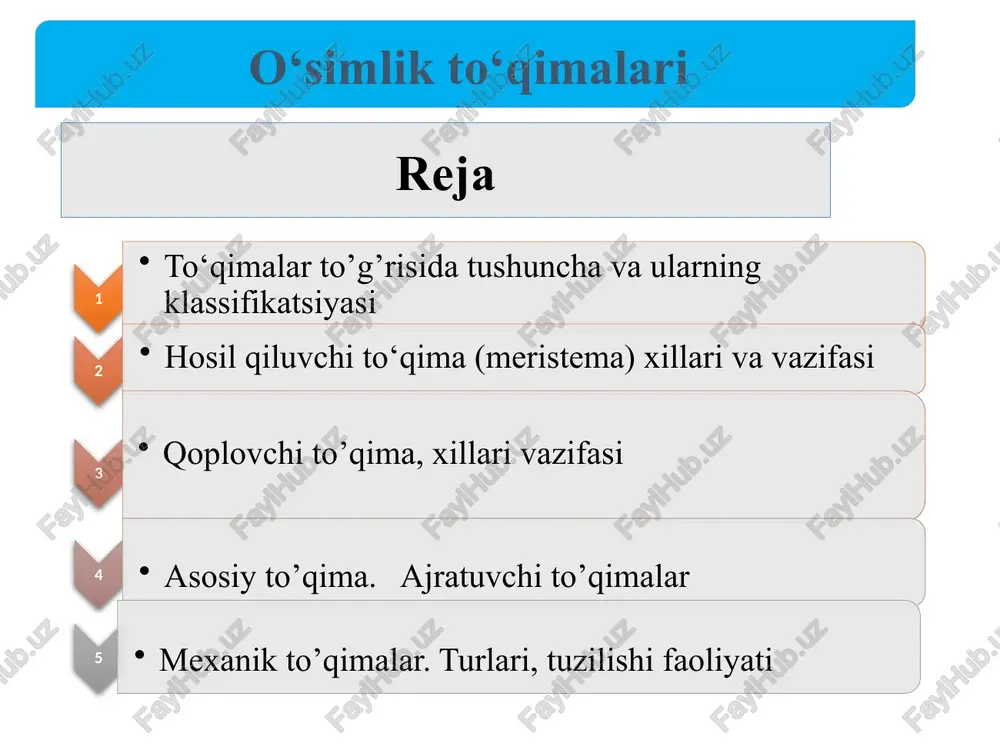 stni hosil qiladi 16 prokambiy to’qimasi o’simlik organlarining o’sish nuqtalarida ildizning va poyaning uchida, ya’ni o’sish konusida bo’ladi. o’sish konusidagi hujayralarning bo’linishi hisobiga ildiz va poya bo’yiga o’sadi. birlamchi hosil qiluvchi to’qima (meristema) o’sish konusining eng uchida joylashgan bitta dastlabki hujayraning ketma- ket bo’linishi natijasida rivojlanadi. prokambiy to’qimasi asosan bir pallali o’simliklarda uchraydi. birlamchi yogochlik va birlamchi lubni hosil qilgandan keyin bir pallali o’simliklarda o’zi yo’q bo’lib ketadi. ikki pallali o’simliklarda esa yoshlik vaqtida bo’ladi. yo’qolib borayotgan bir qism prokambiy hujayralarini qayta bo’linib ko’payishidan kambiy to’qimasi vujudga keladi. kambiy to’qimasi hosil qilishda davom etadi va chetga tomon ikkilamchi lub, markazga tomon ikkilamchi yog’ochlik kattalashadi. natijada ikki pallali o’simliklarni o’z organlari o’sib, yo’g`onlashadi. yillik halqalar kambiy to’qimasining faoliyati tufayli vujudga keladi. alohida qoplovchi to’qima-po’kak hosil qiluvchi kambiy ham ikkilamchi hosil qiluvchi to’qimaga kiradi. hosil qiluvchi to’qimalar o’simliklar hayotida muhim rol o’ynaydi, chunki ularning ishtirokisiz o’simliklar o’smaydi va yangi organlar hosil qilmaydi. …