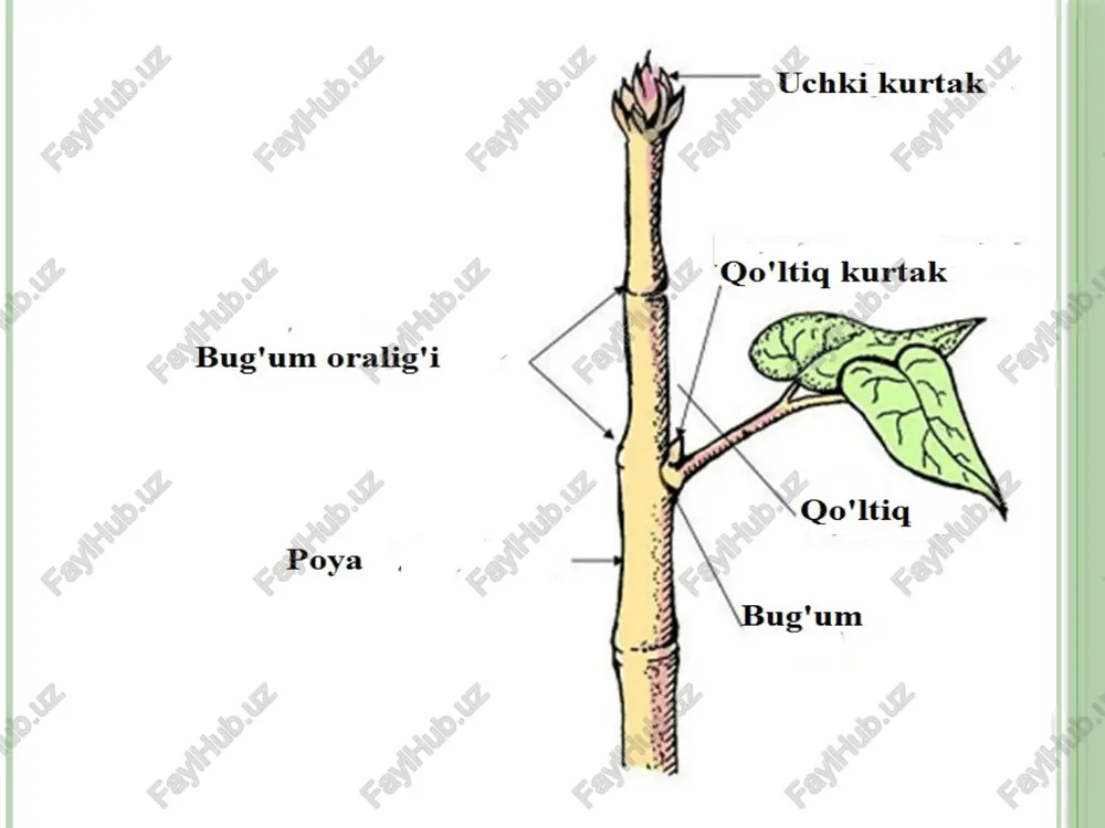 iy meristema, 9 –o‘zak. a b 30 poya poyaning tuzilishi po’kak o’zak lub yo’g’ochlik kambiy poyaning birlamchi ichki tuzilishi. poyaning birlamchi tuzilishida epiderma, birlamchi po’stloq va markaziy tsilindlar ajratiladi. epiderma tunika qavatidan shakllanadi. agarda u bir necha qavat hujayralardan iborat bo’lsa, birlamchi po’stloqning tashqi qavatlari ham hosil bo’lishi mumkin. birlamchi po’stloq asosiy parenxima to’qimasidan tashkil topib, tashqi qavatidagi hujayralarida xloroplastlar ham kuzatiladi. kupchilik o’simliklarda birlamchi po’stloq tarkibiga mexanik to’qima kollenxima ham kiradi. sklerenxima kamdan-kam hollarda uchraydi. birlamchi po’stloqning ichki hujayralari endoderma halqasini hosil qiladi. o’zakning bo’lishi poyaning ildizdan farq qiluvchi xarakterli belgisidir. poyaning o’zak qismi parenxima hujayralaridan tashkil topgan.u birlamchi o’zak nurlari orqali birlamchi po’stloq bilan boqlanadi. o’zak ba'zi o’simliklarda qisman yoki butunlay emirilib ketadi. bunda poyaning o’rtasi bo’shliqdan iborat bo’lib qoladi. o’sish konusida prokambiy turlicha shakllanishi mumkin. uning shakllanishi va keyingi taraqqiyoti bir pallali o’simliklar poyalarining o’tkazuvchi boylamlarini tuzilishi va joylashish xarakterini belgilaydi. kambiy. kambiy yupqa qobiqqa ega bo’lgan …