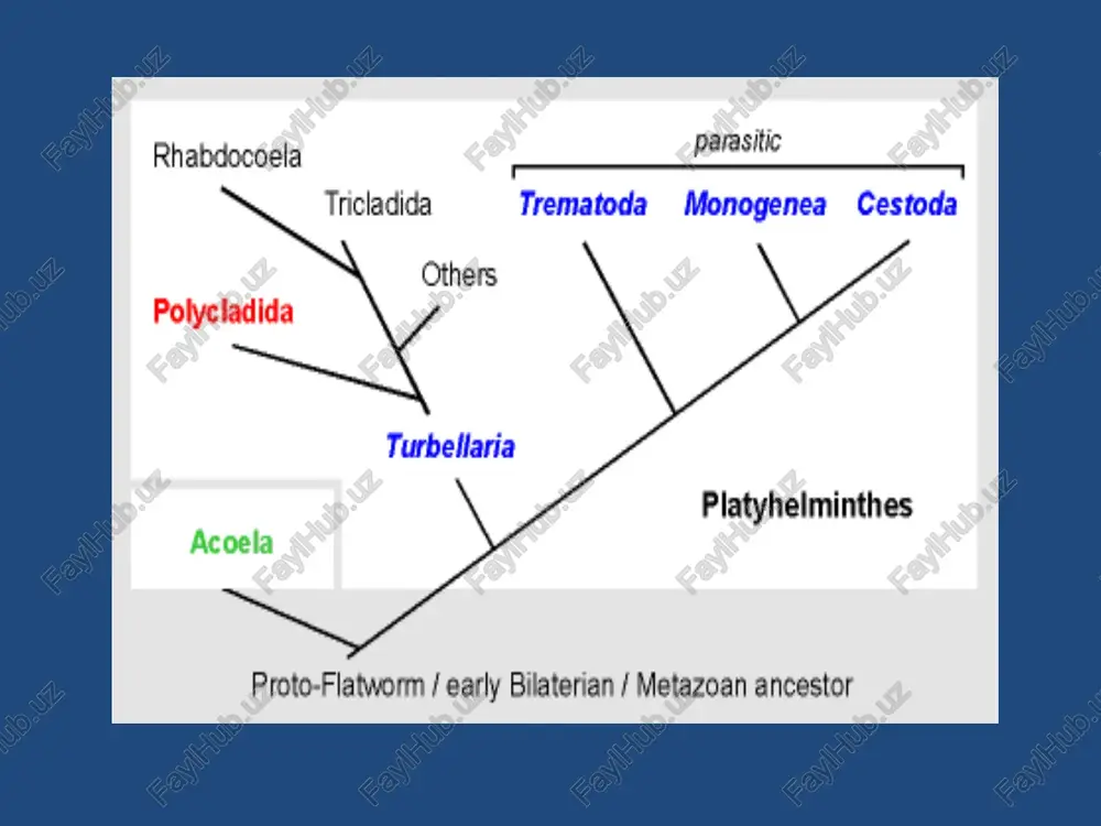 tasmasimon chavalchang – diphyllo-bothrium latum ning proglottidasi voyaga etgan qoramol chuvalchangi – taeniarhynchus saginatus ning proglottidasi voyaga etgan qoramol chuvalchangi – taeniarhynchus saginatus ning proglottidasi voyaga etgan tsestodaning proglottidasi qoramol tasmasimon chuvalchangining rivojlanish tsikli qoramol tasmasimon chuvalchangining rivojlanish tsikli qoramol va cho'chqa tasmasimon chuvalchanglarning rivojlanish tsikli serbar tasmasimon chuvalchangining rivojlanish tsikli tsestodalarning turli xil postlarval shakllari echinococcus granulosus nemertea – nemertinlar tipi o'ziga xos belgilari: tanasi cho'ziq, odatda tsilindr shaklida, ba'zan dorzo – ventral (orqa-qorin) yo'nalishida yassilashgan. og'iz teshigi tanasi oldingi qismining qorin tomonida joylashgan. tanasining eng uchki qismida joylashgan teshigidan uzun xartumi damba-dam chiqarilib turadi. xazm qilish sistemasi rivojlangan. nerv sistemasi va sezgi organlari rivojlangan. ko'pchiligi ayrim jinsli. kattaligi bir necha sm dan bir necha m gacha. 1000 dan ortiq turi aniqlangan. baseodiscus mexicanus xartum: joylashishi va vazifasi ko'ndalang kesmasi va tselom tomirlari nemertinalar anatomiyasi nemertinalar filogeniyasi bilateria filogeniyasi image1.jpeg image2.gif image3.jpeg image4.png image5.png image6.gif image7.png image8.png image9.jpeg image10.png …