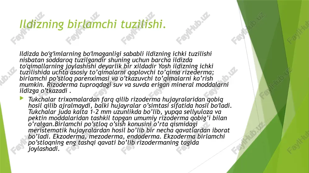 zonasi floema va ksilemani hosil qiluvchi kambiyni juda ko’p ishlab chiqaradi (50-rasm) ikkilamchi kambiy bir yillik o’simliklarda qisqa muddatda, ko’p yilli o’simliklarda esa uzoq polikambiallikni shakllantirib faoliyat ko’rsatadi. lekin poyaga nisbatan ildizda yil halqalarining hosil bo’lishi sustroq boradi, shuning uchun ildizlarning yoshini yil halqalariga qarab hisoblashda qiyinchiliklar tug’iladi. ildizning po’stloq qismidagi doimiy to’qimalar ikkilamchi tuzilishda uzoq vaqt saqlanmaydi, o’rniga periderma hosil bo’ladi. po’stloq meristema to’qimasi felogenning ish faoliyati va periderma hujayrasining cho’zilishi natijasida ildiz eniga o’sadi yo’g’onlashadi . va ksilema va floema hujayralarning guruhlari oralig’idagi kambiy qatlami avvaliga bir-birlaridan ajraladi. keyinchalik protoksilema nurlari qarshisidagi perisik! hujayralari tangental bo’linib ikkala kambiyni bir-birlari bilan birlashib birlamchi ksilema atrofida uzluksiz qavatlar hosil qiladi. perisikldan hosil bo’lgan kambiyning qismi parenxima hujayralaridan iborat bo’lib o’tkazuvchi to’qimalar hosil qilishga qodir emas. ular faqat birlamchi o’zak nurlarining parenximasini hosil qiladi. ildiz yo’g’onlashgan sari qo’shimcha o’zak nurlari- lub va yog’ochlik nurlari hosil bo’ladi. perisik! hujayralarining tangental bo’linishi natijasida …