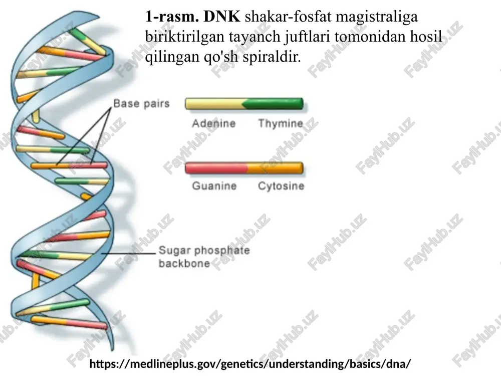 rsiy axborotini belgilaydi. manba: alberts b. et al. “molecular biology of the cell” (2015). 8-rasm. dnk katta biologik mamont bo'lib, uning to'rtta deoksiribonukleotidlari (damp, dgmp, dcmp va dtmp) 3',5'-fosfodiester bog'lari bilan bog'langan. dnk molekulasi katta, odatda ikki zanjirli, ba'zan esa bir zanjirli. dnk ketma-ketligi organizmlarning genetik materialini o'z ichiga oladi, meros va o'zgaruvchanlikning jismoniy asosidir. 2-slayd. nukleotidlarning tarkibi dnk tarkibidagi nukleotid 3 qismdan iborat: dezoksiribozali uglevod (5c shakar) fosfat guruhi azotli asos (a, t, g, c) nukleotidlar fosfodiester bog‘lar orqali bir-biriga ulanib, dnkning skeletini hosil qiladi. manba: watson j.d., crick f.h.c. nature (1953) 171: 737–738. 3-slayd. azotli asoslar. purin asoslari: adenin (a), guanin (g) pirimidin asoslari: timin (t), sitozin (c) asoslar birlamchi strukturada ketma-ketlik tartibida joylashgan bo‘ladi. manba: nelson d.l., cox m.m. “lehninger principles of biochemistry” (2017). 4-slayd. fosfodiester bog‘lar nukleotidlar 5′ va 3′ uchlari orqali ulanadi. bu bog‘lanish dnk molekulasiga zanjirli shakl beradi. har bir nukleotidning 5′-fosfat guruhi keyingi …