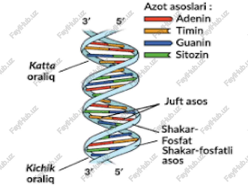 a ega. uch asosiy konformatsion shakl mavjud: b-dnk — biologik faol shakl; a-dnk — suv kam bo‘lganda hosil bo‘ladi; z-dnk — chap spiral shakl, tartibga solishda ishtirok etadi. konformatsion shakllarni tushunish dnkning funksional imkoniyatlarini tushunishga yordam beradi. 7-slayd. foydalanilgan adabiyotlar 1. watson j.d., crick f.h.c. (1953). molecular structure of nucleic acids. nature. 2. sinden, r.r. (1994). dna structure and function. academic press. 3. alberts b. et al. (2014). molecular biology of the cell. 6th edition. 4. lodish h. et al. (2016). molecular cell biology. 8th edition. 3. dnk polimerazalar turlari va ularning funksiyalari. 1-slayd. 3-reja rejasi dnk polimerazalarning kashf etilishi va umumiy xususiyatlari prokaryotlarda dnk polimerazalar turlari va ularning funksiyalari eukaryotlarda dnk polimerazalar turlari va ularning funksiyalari dnk polimerazalarning fermentativ faolliklari proofreading mexanizmi biotexnologik ahamiyati va amaliy qo‘llanilishi 2-slayd. dnk polimerazalarning kashf etilishi va umumiy xususiyatlari dnk polimeraza fermenti 1956-yilda a. kornberg tomonidan e. coli dan ajratib olingan. ferment dnk …