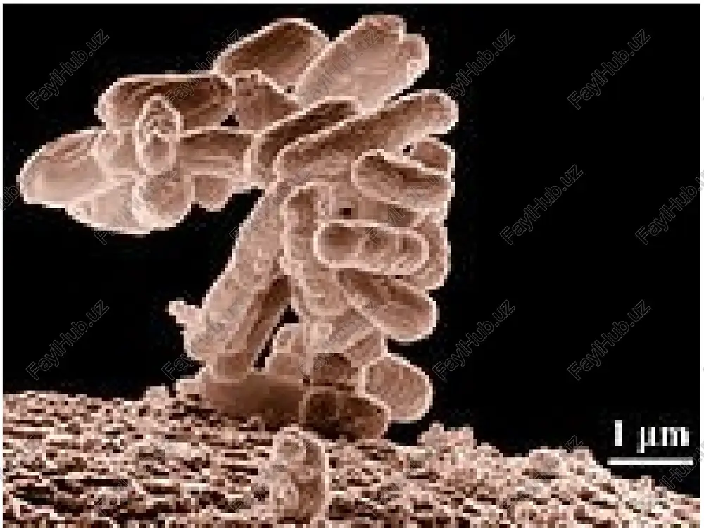 gormonlar. bir qator ichki sekretsiya bezlarining mahsulotlari peptid va oqsil tabiatiga ega. masalan, insulin, o’sish gormoni va boshqalar. ular organizmda moddalar almashinuvini rostlab turadi. 7. struktura funktsiyasi. oqsillar biriktiruvchi to’qimaning asosiy qurilish materiali: keratin, kollagen, elastin shular qatoriga kiradi. lekin oqsillar hujayra skeleti, xromosomalar, membrana, ribosomalar, retseptorlar tarkibida boshqa moddalar bilan birgalikda uchraydi. bu aytib o’tilgan asosiy funktsiyalardan tashqari xususiy funktsiyasi, oqsillar, yana juda ko’p biologik faol strukturalarning tuzilishida va funktsiyasida ham ishtirok etadi. masalan, 1. hayvon zaharlari ham aksari oqsil tabiatiga ega, 2. ko’rish pigmenti rodopsin, 3. axborotni hujayra ichiga o’tkazadigan membrana yuzasidagi maxsus tuzilma retseptorlar oqsillarning boshqa molekulalar bilan kompleksidir; 4. qon oqsili fibrinogen qon ivishida ishtirok etadi. 2.3. oqsillarni tarkibiga qarab klassifikatsiyasi ikki kategoriyaga: 1. oddiy oqsillar (proteinlar) va 2. murakkab (konyugirlangan) oqsillar (proteidlar) ga bo’lish mumkin. oddiy oqsillar kategoriyagasiga mansub oqsillar faqat protein molekulasidan iborat bo’lib, boshqa qo’shimcha komponent tutmaydi. murakkab oqsillar polipeptid zanjirdan tashqari, unga …