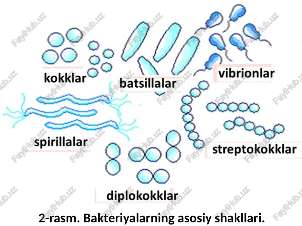ivchinlar protoplazmatik ipdan iborat. ular bakteriyalarning tanasiga qaraganda 20 baravar kalta bo’ladi. ba’zi bakteriyalarning (jumladan, nitrozomonas yavanenzisning) xivchini tanasiga nisbatan 50 baravar uzun bo’ladi. spiroxetalar harakatlanganda tanasini bir tekis tebrantiradi. achitqi zamburug’lari bir joyning o’zida harakatlanadi, ya’ni o’rnini almashtirmaydi. bir joydan ikkinchi joyga siljish tezligi turli bakteriyalarda turlicha bo’ladi: ko’pchilik bakteriyalar bir sekund ichida o’z tanasi uzunligiga teng keladigan masofani bosib o’tadi. ba’zilari, jumladan, vabo (xolera) vibroni bir sekudda o’z tanasi uzunligiga nisbatan 15 baravardan ortiq masofaga siljiydi (tanasining uzunligi 2 mkm, bir sekundda o’tgan masofasi esa 30 mkm ga yaqin bo’ladi). bakteriyalarning xivchini hujayrada turlicha joylashadi: 1. monotrix xivchin – bakteriya hujayrasining faqat bir tomonida bitta xivchin bo’ladi; 2. lofotrix xivchin – bakteriya hujayrasining bir tomonida bir necha xivchin bo’ladi; 3. peritrix xivchin – bunda xivchinlar bakteriya hujayrasining hamma tomonini o’rab oladi. 4. amfitrix xivchin - bakteriya hujayrasining 2 uchida 1 ta dan xivchin bo’ladi; monotrix va lofotrix xivchinli …