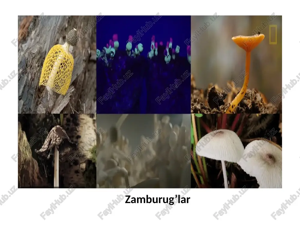 ki yopiq halqa chuvalchangsimon va boshqa shakllari ham uchraydi (3-rasm). 2-rasm. spirillalarni buralishga ega bo’ladigan kalta egilganlari vibrionlar (vibrio so’zi lotincha qayrilaman) deb ataladi 3-rasm boshqalar bakteriyalar o’lchami kichik bo’lganligi uchun mikrometrlarda, nozik strukturalari esa nanometrlarda o’lchanadi. kokkilarning razmeri (diametri) 0,5-1,5 mkm ni tashkil etadi. tayoqchasimonlarining eni 0,5-1 mkm uzunligi esa bir necha (2-10) mkm bo’lishi mumkin. mayda tayoqchalilarni kattaligi 0,22-0,4 x 0,7-1,5 mkm bo’ladi (1-jadval). (mkm-millimetrning mingdan bir ulushi, nm-millimetrning milliondan bir ulushi) bakteriyalar orasida bir necha yuz mikrometrga yetadiganlari ham uchraydi. agar bakteriya hujayrasi qattiq ozuqa muhitiga ekilsa bir necha soatdan so’ng ular ko’payib oddiy ko’z bilan ko’rish mumkin bo’lgan koloniya (bakteriya hujayralari to’plami) hosil qiladi. koloniyalar ko’rinishi, rangi va boshqa xususiyatlari bilan bir-biridan farq qiladi. 3. bakteriya hujayrasining tashqi tuzilishi. bakteriya hujayrasi murakkab tuzilishga ega. elektron mikroskoplarning yaratilishi, o’ta yupqa kesmalar tayyorlash usullarining ishlab chiqilishi, mikrobiologiya usullarining rivojlanishi bakteriya hujayrasining tashqi va ichki qurilmalarini o’rganishga katta imkon …