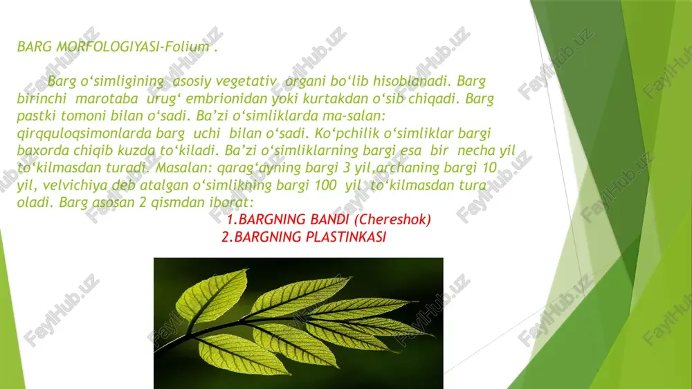 ‘simliklarning barglari qismlarini qurib qolishidan saq-laydi. makkajo‘xorining so‘tasini o‘rab olgan barglar ham jo‘-xori donini quyosh ta’sirida qurib qolish, chirish va qurtlarning yeb ketishidan saqlaydi. ba’zi o‘simliklarning barglari qisman yoki butunlay tikonga aylangan bo‘ladi. mas: qushqo‘nmas, qo‘ytikan deb atalgan o‘simliklarning barglari qisman tikanga aylangan bo‘ladi. kak-tus va barbaris o‘simliklarining barglari esa butunlay tikanga aylangan. demak, tikanlar o‘simliklarni himoya qiladi. agava va aloe degan o‘simliklarning barglarida suv zapaslari to‘planadi. ba’zi bir o‘simliklarning barglari gajakka aylangan. bu gajakka aylangan barglar yordamida o‘simlik biror narsaga osilib yoki chirmashib o‘sadi: mosh, loviya, no‘xat. avstraliyada o‘suvchi avstraliya akatsiyasining bargining bandi yaxshi taraqqiy etib,barg plastinkasiga aylangan bo‘ladi. bunday barglarni 2 fillodiya deb ataladi. plastinkaga aylangan barg bandida fotosintez protsessi bo‘ladi. demak, barg bandining plastinkasiga aylanishi fotosintez protsessiga bo‘lgan talabdan deyiladi. ba’zi bir o‘simliklarda oqsil modda yetishmaganligi sababli barg xashorat tutadigan qopqonga aylanadi. bunday o‘simliklarga: rosyanka, muxolovka, puzirchatka, kuvshinkalar kiradi. gul kosachasi, otalik va onaliklari qiyofasini o‘zgartirgan barg …