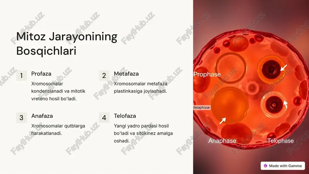 eukariot hujayralar va ularning ko'payishi - Page 3