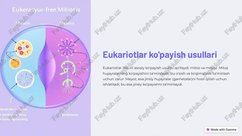 niyatini beradi. https://gamma.app/?utm_source=made-with-gamma xulosa eukariotlarda ko'payish jarayoni ularning hayot tsiklidagi muhim qism hisoblanadi. mitoz bo'linishi o'sish va to'qima ta'mirlashni ta'minlasa, meyoz bo'linishi esa jinsiy ko'payish va genetik xilma-xillikni oshirishni ta'minlaydi. bu ikki turdagi ko'payish usullari eukariot organizmlarning omon qolishini va o'sishini ta'minlashda muhim rol o'ynaydi. https://gamma.app/?utm_source=made-with-gamma