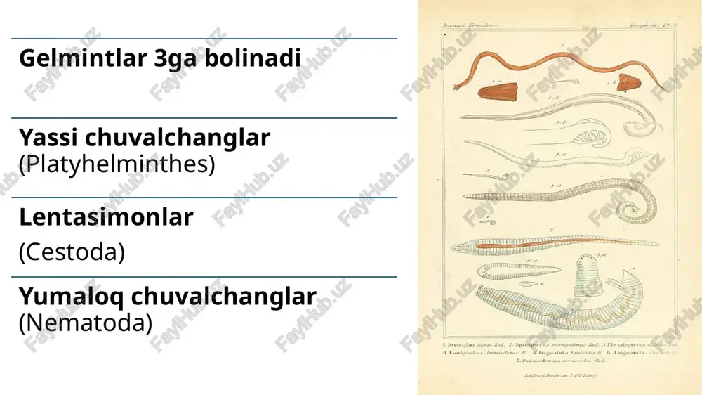 aniqlash uchun umumiy mikroskopik ko‘rik degelmintizatsiya: parazitlarga qarshi dorilar bilan davolash devastatsiya: oraliq egalarni yo‘qotish (masalan, mollyuskalarni) xulosa tibbiyot gelmintologiyasi inson va hayvon organizmlarida parazitlik qiluvchi chuvalchanglar — gelmintlarni, ularning rivojlanish tsikli, yuqish yo‘llari, klinik belgilari, tashxis usullari va davolash choralarini o‘rganadi. gelmintozlar ko‘plab sog‘liq muammolarini keltirib chiqaradi va o‘z vaqtida aniqlanib, davolanmasa og‘ir asoratlarga olib kelishi mumkin. ushbu mustaqil ishda eng ko‘p uchraydigan biogelmintlar, geogelmintlar hamda turli so‘rg‘ichli va lentasimon chuvalchanglar, ularning kasalliklari va profilaktikasi haqida asoslangan, tizimli ma’lumotlar berildi. kasalliklarni aniqlashda mikroskopik tekshiruvlar va tuxumlarni aniqlash usullari muhim ahamiyatga ega. gelmintozlarning oldini olish uchun gigiena qoidalariga rioya qilish, oziq-ovqat mahsulotlarini to‘g‘ri tayyorlash, oraliq egalarni nazorat qilish va profilaktik choralarni ko‘rish zarur. foydalanilgan adabiyotlar karimov sh. "tibbiyot parazitologiyasi va gelmintologiyasi", toshkent, 2020 niyozov b.n., "biologiya (parazitologiya asoslari bilan)", toshkent, 2019 dolimov a. "tibbiy biologiya", ma’ruza materiallari, 2024 who (world health organization). "control of neglected tropical diseases", 2023 cdc (centers …