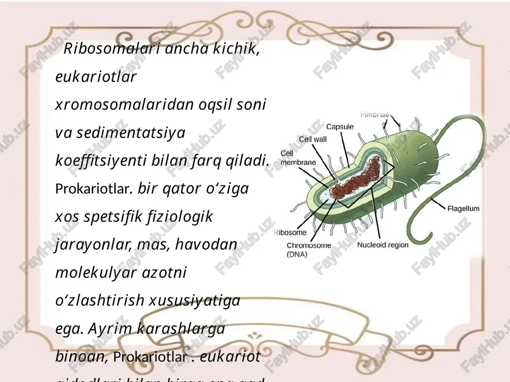 prokariotlar va eukariotlar - Page 3