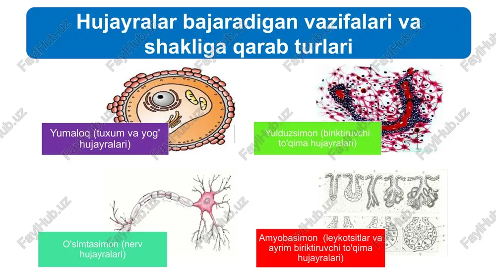 ni hujayra ichiga o‘tkazibgina qolmay, balki yirik molekulalar yoki ular yig‘indisidan hosil bo‘lgan yirik zarrachalarni ham o‘tkazish xususiyatiga ega. bu xususiyat o‘z navbatida ikkiga: fagositoz va pinositozga ajratiladi. organik moddalar, masalan oqsillar, polisaxaridlar va qattiq zarrachalar hujayra ichiga fagositoz yo'li bilan o'tadi (yunoncha “fageo” - yemoq, hazm qilmoq degan so'zlardan olin- gan). fagositozda plazmatik membrana bevosita ishtirok etadi. hujayra membranasining yuza qismiga biror qattiq zarracha tushsa o'sha joyda membrana botiq (chuqurcha) hosil qilib, zarrachani o'rab qoladi. membrana bilan o'ralgan holda bu zarracha hujayra ichiga o'tadi. fagositoz. hujayrada hazm qilish vakuolasi hosil bo'ladi va hujayraga o'tgan organik modda hazm bo'ladi. fagositoz hayvonot olamida keng tarqalgan. misol uchun, amyoba fagositoz yo'li bilan oziqlanadi. leykotsitlar ham fagositoz xususiyatiga ega. o'simliklar, bakteriyalar va ko'k-yashil suvo'tlari hujayralarining devori zich va qalin bo'lgani uchun fagositozga qarshilik qiladi. shu sababli ularda fagositoz amalga oshmaydi. har xil moddalarning eritma holida mayda tomchi shaklida hujayraga kirishidir. pinositoz (yunoncha “pino” …