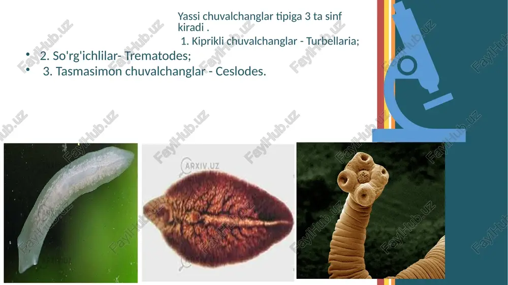 an ikkita ichak davom etadi. hazm tizimining bu qismi o'rta ichak deb nomlanadi. har bir ichakning o'zi ham shoxlanib ketgan bo'lib, uchi berk holda tugaydi ayirish organlari (siydik ajratish tizimi) protortefridial tipda tuzilgan. asab tizimi markazlashgan bo'lib, bir juft halqum oldi nerv tugunlaridan iborat. bulardan bir qancha nerv ustunlari chiqadi, asosiylari bir juft yon shoxlari bo'lib, uzunasiga joylashgan. yon shoxlaridan periferik nervlar boshlanadi. sezgi organlari terida tarqalgan sezgi nerv uchlaridan (retseptorlar) iborat. so'rg'ichlarda retseptorlar ko'p bo'ladi. jigar qurtining qon aylanish va nafas olish tizimlari rivojlanmagan. voyaga yetgan davri anaerobdir, lekin lichinkasining rivojlanishi uchun kislorod zarur. jigar qurti germafroditdir. tanasining o'rta qismida o'ta shoxlangan ikkita urug'don joylashgan. har bir urug'dondan urug' yo'li chiqib, tananing old tomoniga o'tadi. urug' yo'llari birlashib, urug' otuvchi kanalni hosil qiladi. urug' otuvchi kanal sirrus xalta- chasiga ochiladi. sirrus xaltachasi kopulyativ organ vazifasini o'taydi. urg'ochi jinsiy organlarga tuxumdon, sarig'donlar, ootip, melis tanachasi hamda qin kiradi. yetilgan jigar …